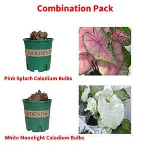 Colorful Caladium 2 Bulbs Collection, Dreamy Pink Splash & Ethereal White Moonlight, Delicate Light-transmitting Leaves, Hardy Tropical Foliage, Versatile Decor for Desk Patio Interior Space, Exquisite Ornament and Housewarming Present