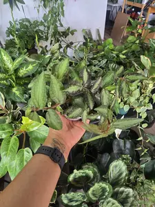 Pellionia Daveauana 4 inch pot