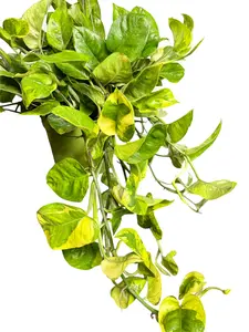 6" XL Pothos 'Lemon Meringue' (Epipremnum Aureum), Low Light Tolerant Live Houseplant, Indoor Plant