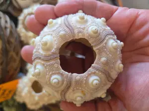 Purple Sputnik Sea Urchin Shell