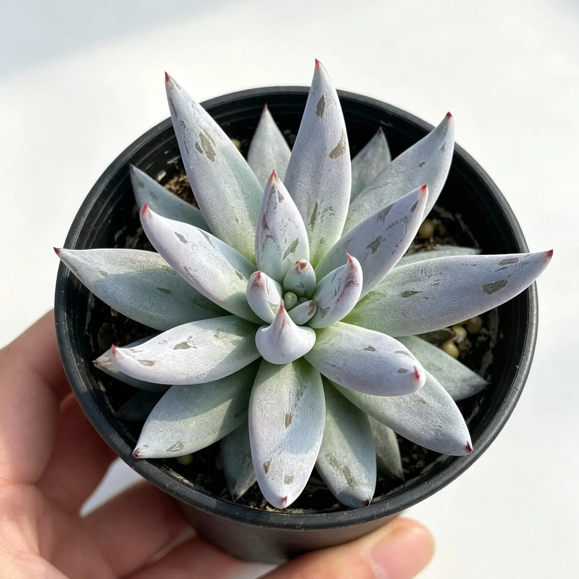 Echeveria 'Demon Claw' Rare Live Succulent Plant | Bare Root No Pot | Easy Care Indoor Houseplant | Unique Gift | Home Garden Decor | #Succulent #Echeveria #RarePlants #PlantTok #IndoorPlants #HomeDecor #SucculentLover
