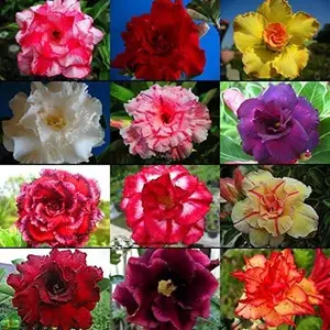 200 Mixed Color Desert Rose Seeds to Grow | 200 Seeds | Adenium Obesum Seeds to Grow Exotic Bonsai Plant