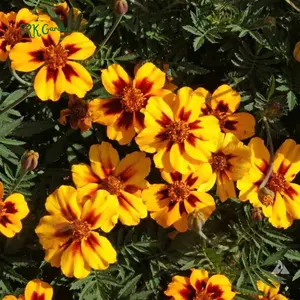 Dainty Marietta French Marigold Seeds | 200 seeds