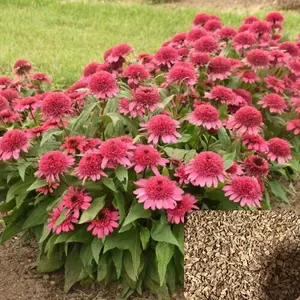 Green River 50 Raspberry Beret Coneflower Seeds - Flower Seed Pack, Rare Perennial Echinacea Variety, Fast-Growing Seeds for Pollinator Gardens, Purple Clearance Flower Seeds for Outdoor Planting