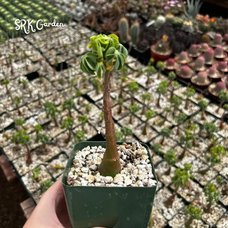 Adenia Glauca, Rare Succulent, Unique Houseplant, Climbing Plant in 2", 3" pot