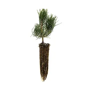 Mugo Pine | Small Tree Seedling