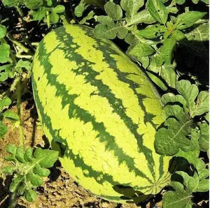 Watermelon seeds Green Striped watermelon Giant sweet dark red watermelon heirloom fruit seeds