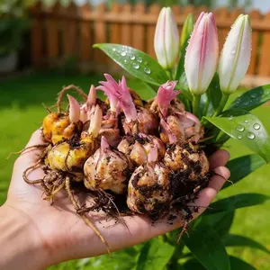 lily bulbs | Add natural fragrance to indoor living spaces