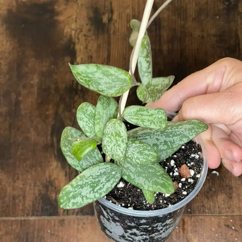 Hoya Sigillatis ‘Silver Splash’ | Established Starter Plant | 4” Nursery Pot
