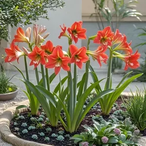 1000pcs Amaryllis Seeds – Giant, Elegant Blooms Made Easy! Non-GMO, Hardy & Low Maintenance – Perfect for Pots, Gardens & Patios. Add Tropical Luxury, Bold Color & Year-Round Charm to Your Home or Outdoor Space!