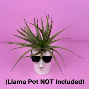 Tillandsia Stricta 4” | Air Plant | Easy Indoor Plant