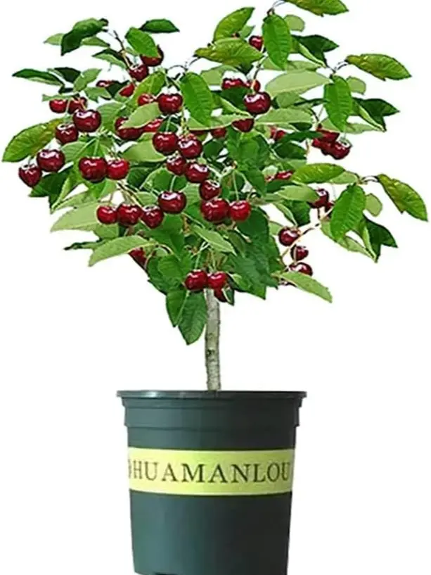 Black Cherry Fruit Tree Live Plant Seedling - Prunus serotina, Great for Home and Garden Yards Planting