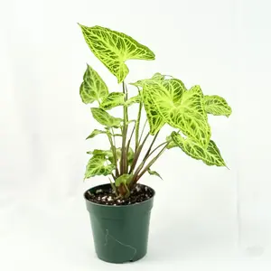Syngonium Batik 4” Houseplant Live Plant | Batik Syngonium Starter Plants | House Plants for Beginner Garden | Rare White Variegated Arrowhead Plant Gifts