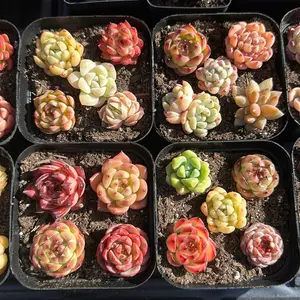 Colorful Exquisite Mystery Succulents Box- Bare Root Succulents - Terra Tales
