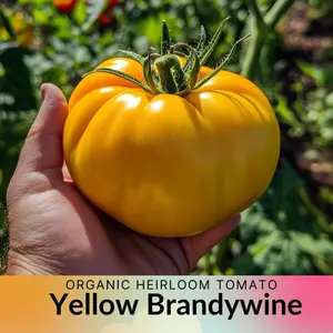 Heirloom Yellow Brandywine Tomato Seeds, Packets of 15 & 25 seeds - Organically Grown, 6 - 10 feet vines, Ideal for Tasty Slicing and Canning Tomatoes