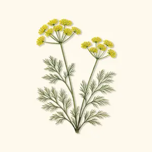 Vego Garden Organic Bouquet Dill Seeds