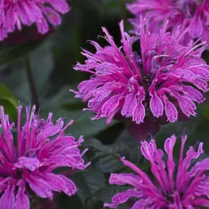 100 Indigo Bee Balm Seeds- Perennial Flower Seeds, Fragrant Heirloom Blooms for Pollinator Gardens, Easy to Grow, Ideal for Pots and Outdoor Beds, Premium Cottage Garden Seeds
