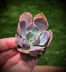 Echeveria "Neon Breakers" Succulent