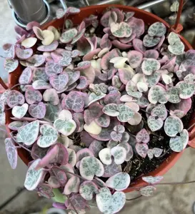 Variegated String of Hearts/VSOH/Ceropegia Woodii, Rare Succulent, Hanging Plant in 4’’, 6’’ pot Variegated String of Hearts/VSOH/Ceropegia Woodii, Rare Succulent, Hanging Plant in 4’’, 6’’ pot