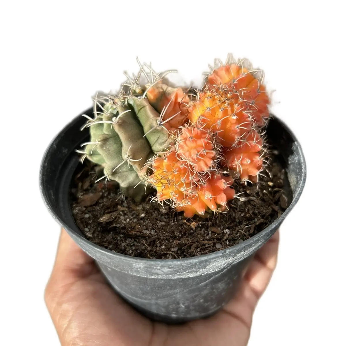 SuccaMeUp Variegated Gymnocalycium Mihanovichi 4” Rare “Moon” Cactus Plant Healthy and Thriving with Unique Variegation