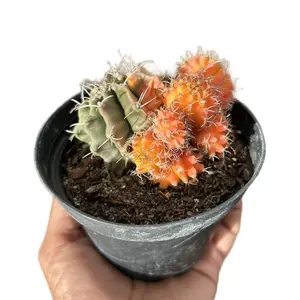 SuccaMeUp Variegated Gymnocalycium Mihanovichi 4” Rare “Moon” Cactus Plant Healthy and Thriving with Unique Variegation
