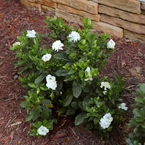 Radicans Gardenia Shrub