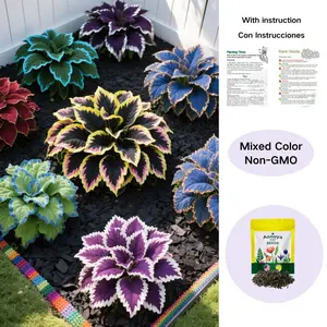 Hosta Seeds Perennial Shade Plant for Garden and Yard Non-GMO USA Made with Instructions for Easy Care and Versatile Growth