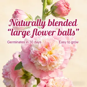 Hollyhock Seeds Alcea Rosea Ornamental Flower Seeds Non-GMO Backyard Garden Border Patio Outdoor Landscape Easy Grow Perennial Wildflower Natural Fresh Planting Seeds