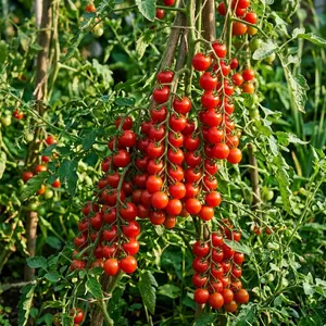 100 Cherry Tomato Seeds for Planting - Sweet & High Yielding Vegetable Seeds for Home Garden