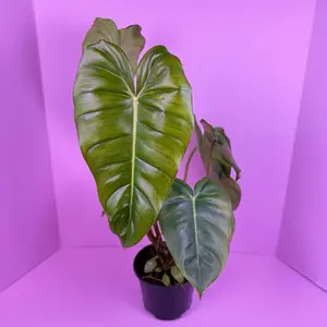Philodendron Billienum 6” | Rare Crawling Philodendron Hybrid | Live Plant