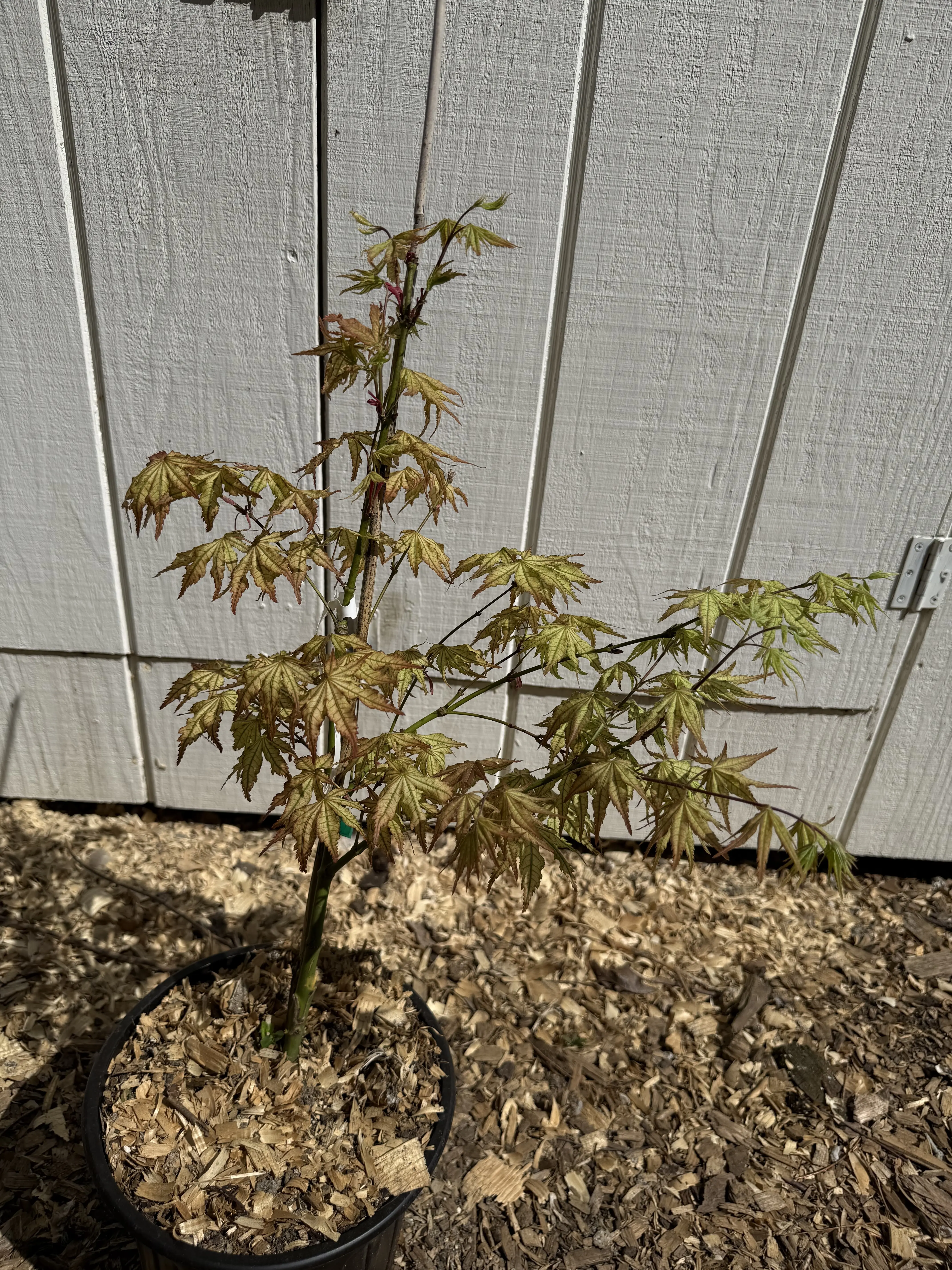 Acer Palmatum 'Peaches and Cream' 2-Gallon 3' Tall