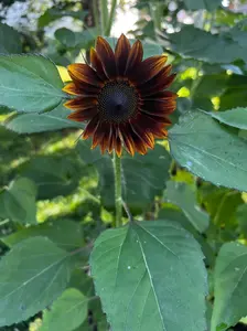 Little Bean Farm Assorted Sunflower Seeds Gardening flower and plant seeds home improvement garden supplies plant seeds