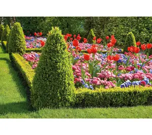 Roberta's 1 pc. Green Mountain Pyramidal Boxwood Shrub