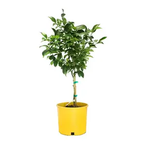 #3 Container Lisbon Lemon Tree Nocturnal Gardens