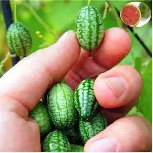 Cucamelon Seeds Mini Watermelon Seeds, Rare Fruit Seeds, Non-GMO, Easy to Grow, Fast Growing, High Yield, Sweet Tangy Crunchy Taste, Indoor Outdoor Planting, Balcony Backyard Garden, Home Gardening for Beginners