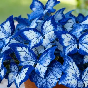 800pcs Butterfly Leaf Hosta Seeds-Shade-LovingPerennial for Garden Borders& Landscaping