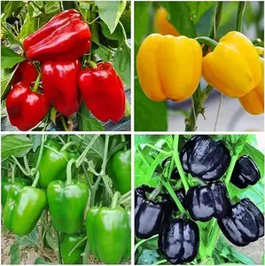 Giant Bell Pepper Seeds - 300+ Heirloom Variety for Outdoor Planting - Mild Heat - Ideal for Container & Garden Beds - Full Sun Required - Versatile & Easy to Grow