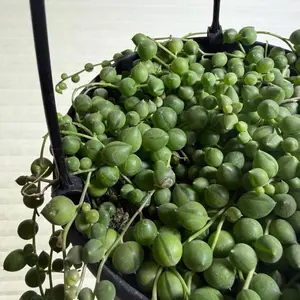 String of pearls 6" hanging succulent pot