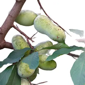 Pawpaw Seedlings Live Plant - Delicious Snack