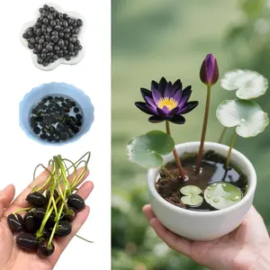 Organic Black Purple Bowl Lotus Seeds – 30/60pcs Non-GMO Heirloom Water Garden Plant
