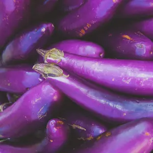 Heirloom Long Purple Eggplant Seeds
