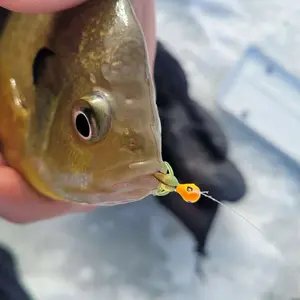 Dyna Worm Micro Ice Larva Bait for Cold-Water Fishing Ideal for Panfish Perch and Finicky Bites Subtle Vibe Horizontal or Vertical Rigging