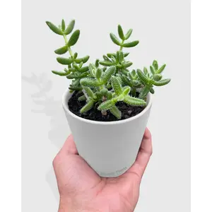 Hedgehog Ice Pickle Plant