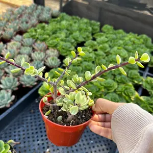 Portulacaria variegated succulent plant