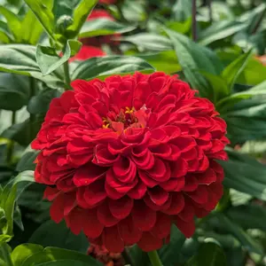 Cherry Queen Zinnia Seeds (Zinnia elegans) – Brilliant red heirloom zinnia with large, daisy-like blooms. Long-lasting cut flower that thrives in full sun.