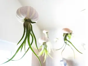 Octopus Jellyfish Air Plants