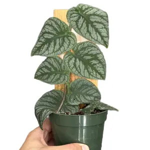 Monstera Dubia Live Plant 4” | Monstera Dubia Shingle Plants | Fully Rooted Climbing House Plants Indoor | Silver Houseplants | Albo Monstera