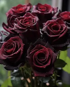 200 Seeds of Classic Rose Flowers: Create a Romantic Garden, Illuminate Every Corner