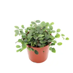 Button Fern - 4'' from California Tropicals