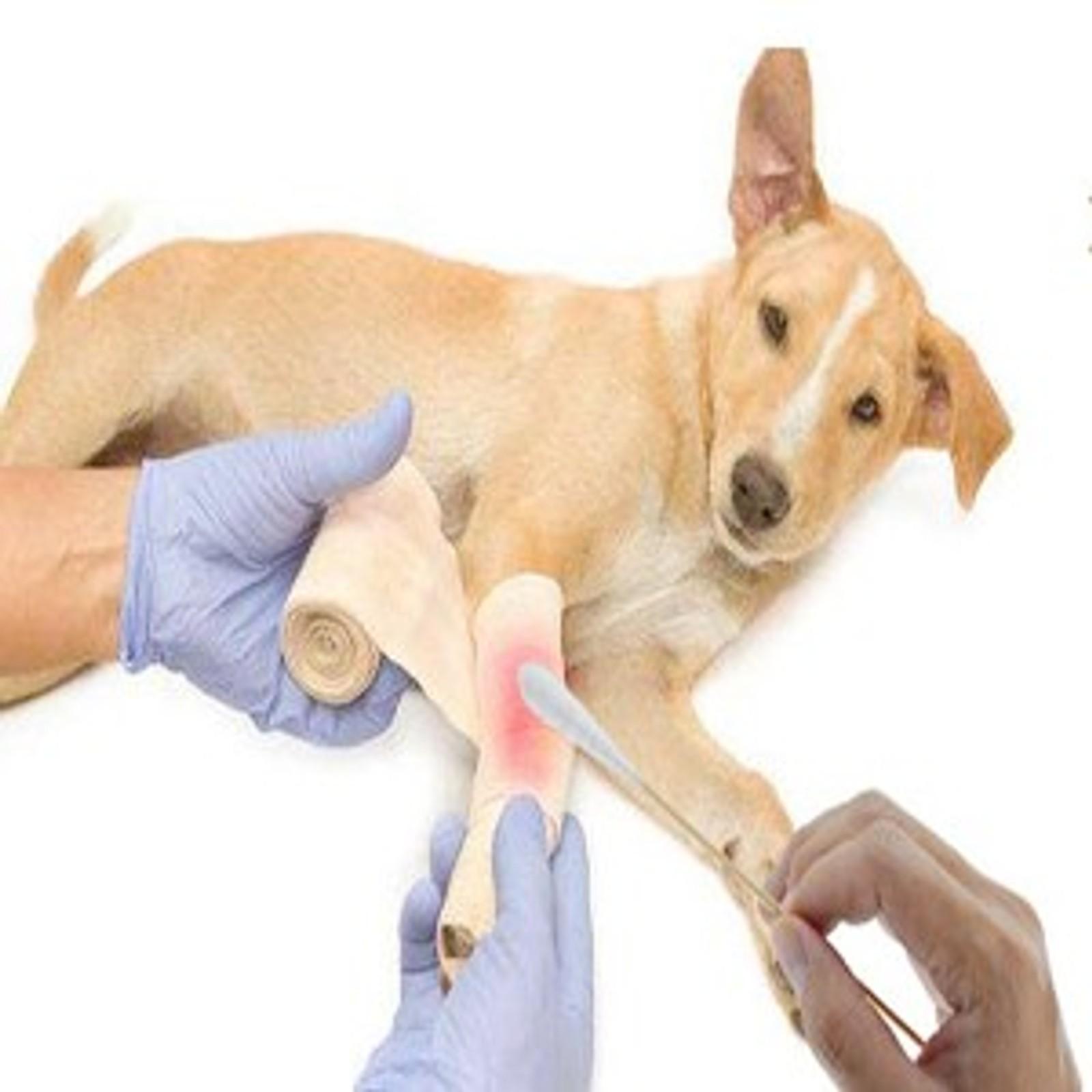 6 Inch Long Cotton Swabs (Large Size) 400pcs for Pets, Gun Cleaning or Makeup